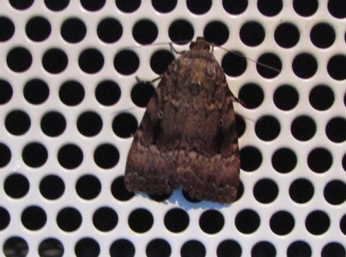 Amphipyra pyramidea
